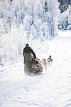 Snowy husky trail in Rovaniemi Lapland  Finland