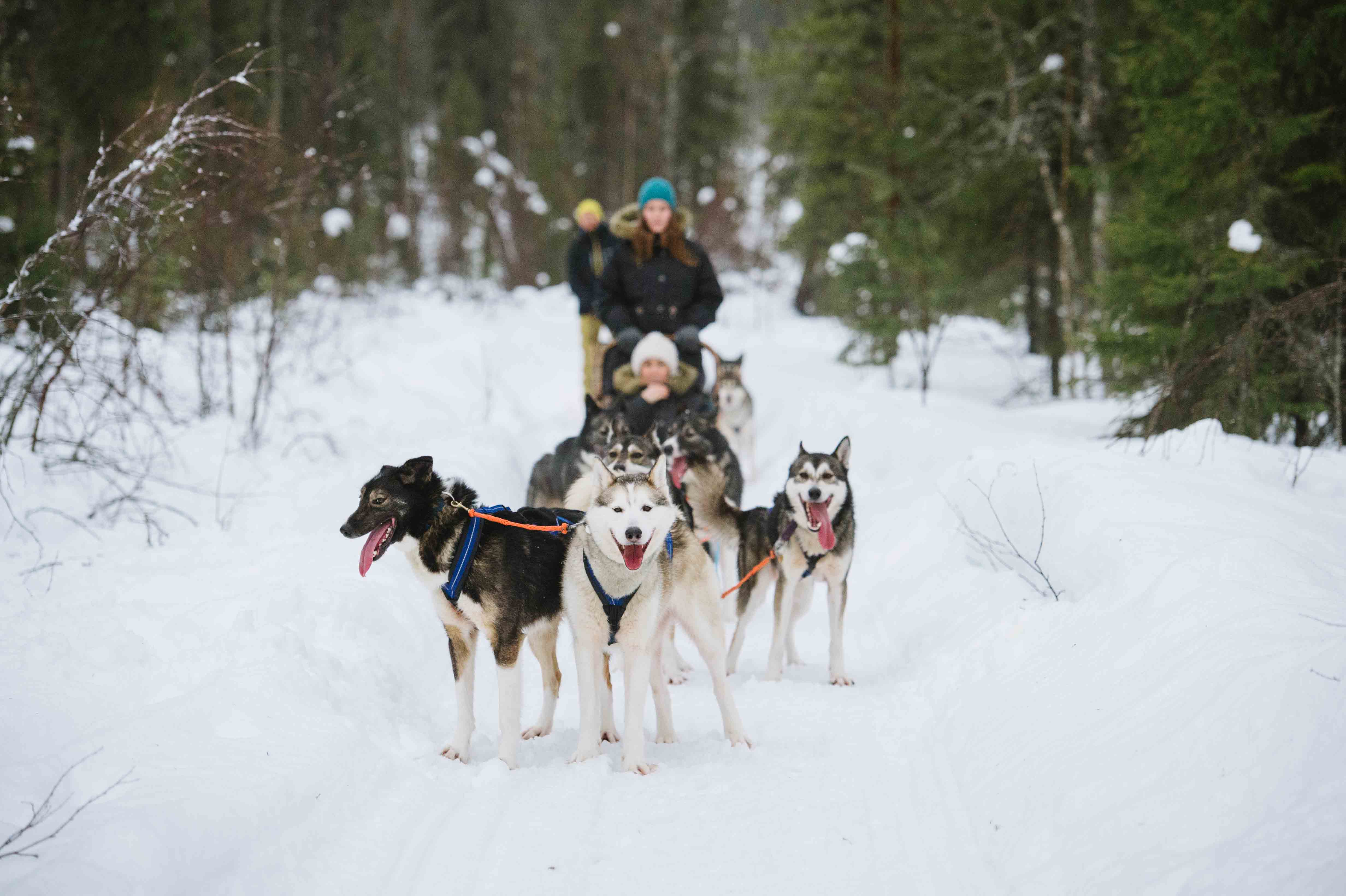 Wilderness Husky Adventure with 12-18km Husky ride