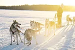 Winter husky ride in Rovaniemi Lapland Finland