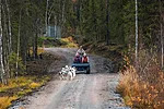 Autumn husky ride in Rovaniemi Lapland Finland