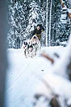 Husky Sled Ride in Rovaniemi Lapland Finland