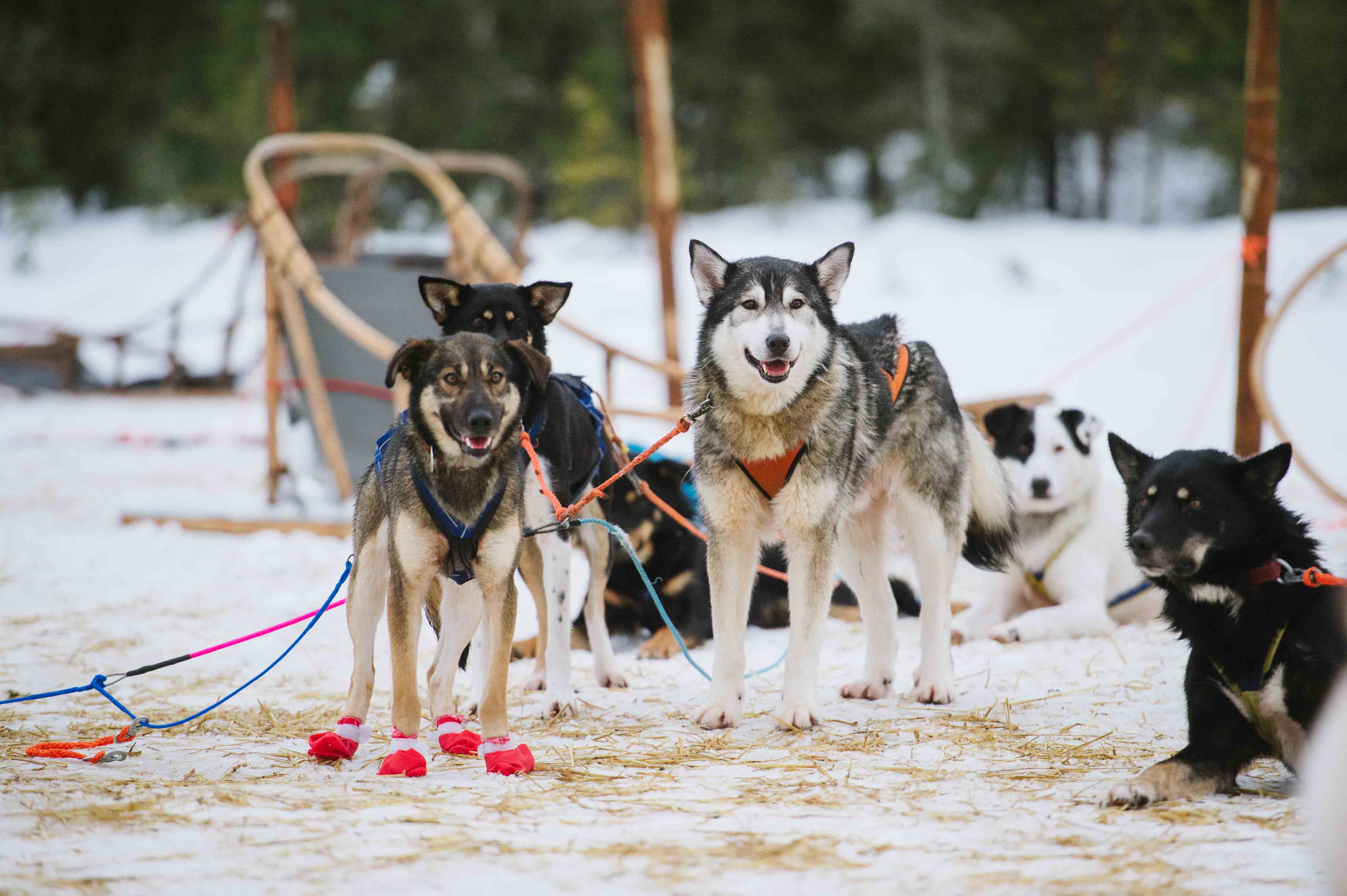 Wilderness Husky Adventure With 12-18km Husky Ride