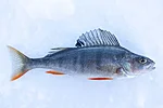 Ice Fishing on a Frozen Lake in Rovaniemi Lapland Finland