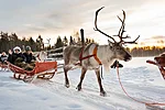 Reindeer Sleigh Ride in Rovaniemi Lapland Finland