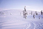 Snow covered trees in Pallas National Park in Levi Lapland Finland