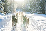 Sunny Husky Ride in Rovaniemi Lapland Finland