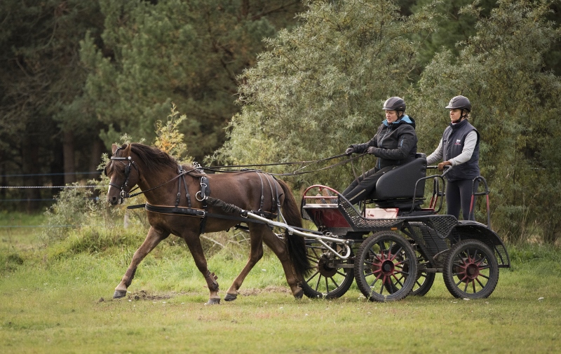 Eestinhevoset – Voore Roonin - 2013