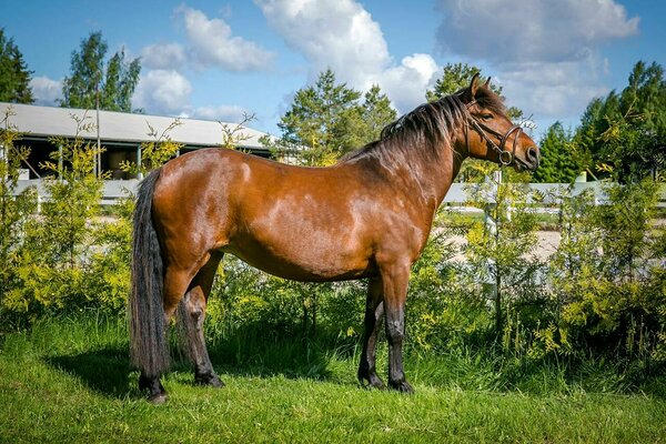 Rafii, foto Sigrid Absalon