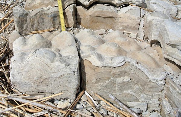 Stromatoliidid Saaremaal. Foto: Wikipedia (Puristid võivad kindlasti vinguda, et sinivetikad pole päris vetikad. Aga sellegipoolest on need mõnusad hiidmõnglid vaatamisväärsused.)