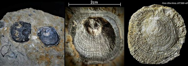 Vasakul: Kraniaadi Orthisocrania planissima kojapoolmed Aidu karjäärist Keskmine: Suurendus kraniaadi kojapoolmele. Sellel isendil on hästi näha n-ö silmad (heledad laigud karbi sees), kuhu kunagi kinnitusid looma lihased Paremal: Kraniaadi välimine külg. Siin on eelnevalt mainitud kiirgav muster selgelt näha (https://fossiilid.info/2502)