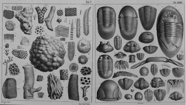 Eichwaldi paleontoloogilised joonised korallide ja trilobiitide kohta. Väljavõte monograafia „Lethaea Rossica“ juurde välja antud atlasest (1861)