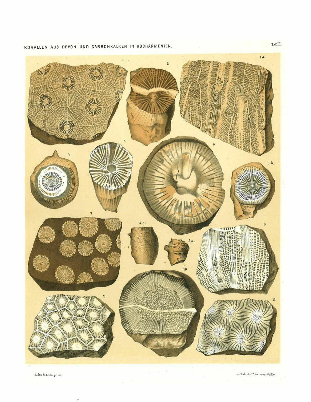 Erinevad korallid Abichi 1887. a avaldatud uurimusest „Geologische forschungen in den Kaukasischen Ländern“