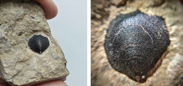 Üks kenamaid käsijalgsete näiteid, mida Aidus sagedasti kohtab, on liik nimega Siphonotreta unguiculata. Neil on sageli säilinud kameeleonikarva krobeline kest (https://fossiilid.info/2333)