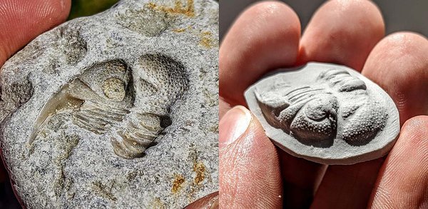 Chasmops Odini trilobiidi pea jäljend rannakivis; kahjuks on isend minema ujunud, kuid vägagi viisaka jäljendi jättis ta sellegipoolest maha. Vasakul: sellisest hästi säilinud august on väga lihtne teha ka savikoopiat. Chasmopside perekond: https://fossiilid.info/11307