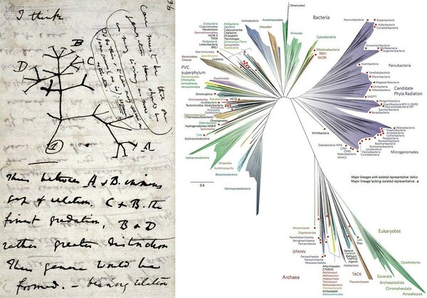 Darwini algne sketš kõrvutatuna tänapäevase moodsaima versiooniga elu puust. Allikas: Vikipeedia