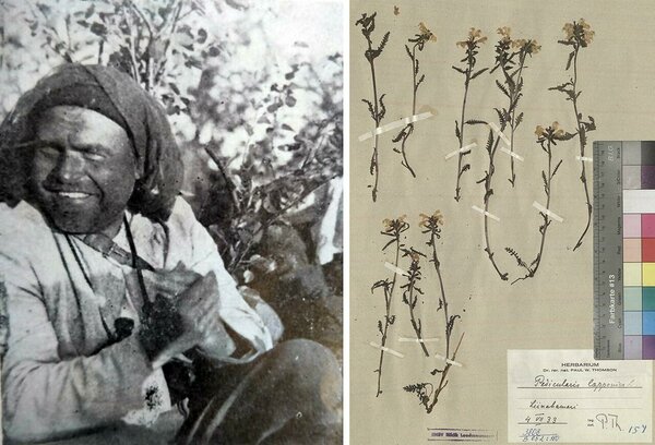 VASAKUL Thomson Lapimaal 1937. aastal. PAREMAL Thomsoni poolt 1933 a. Lapimaalt kogutud ja määratud arktilise taime Pedicularis lapponica (kuuskjalg) herbaarleht (PlutoF).
