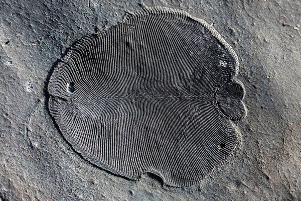 Dickinsonia ehk arvatavalt ühe maailma vanima looma kivistis. Autor/allikas: Ilja Bobrovski/Austraalia riiklik ülikool