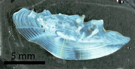 Joonis 1. Kala poleeritud kuulmeluu ehk otoliit millel on näha kala eluaja jooksul ladestunud kihid (pilt: DIFFABS).