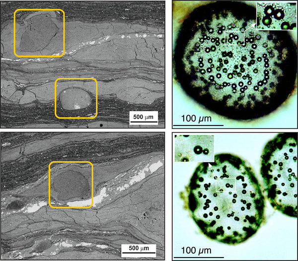 Joonis 2. Vasakul on toodud elektronmikroskoobi pilt arvatavatest väävlibakteri fossiilidest ja paremal on pilt tänapäevastest väävlibakteritest (parempoolne pilt: Schulz & Schulz 2005).