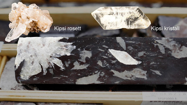 Joonis 3. Pseudomorfoos. Üleval kipsi rosett ja kipsi kristall. All puursüdamik, milles kipsikujulised kristallid, mis sisaldavad kvartsi ja kaltsiiti. Foto: K.Paiste.