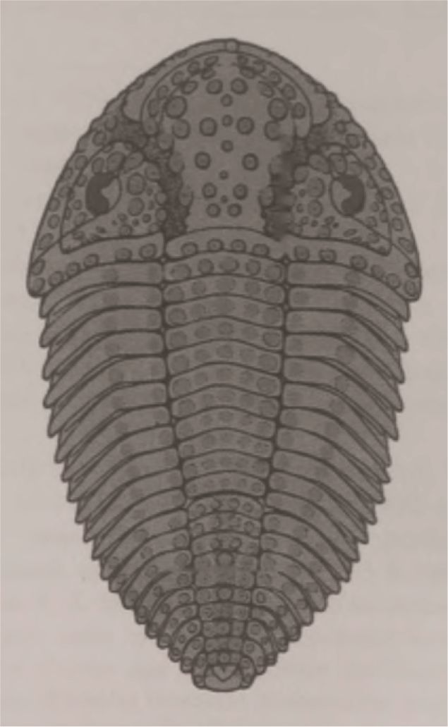 Trilobiit Struzsia (Struszia) rosensteinae (Tripp, Temple & Gass 1977)