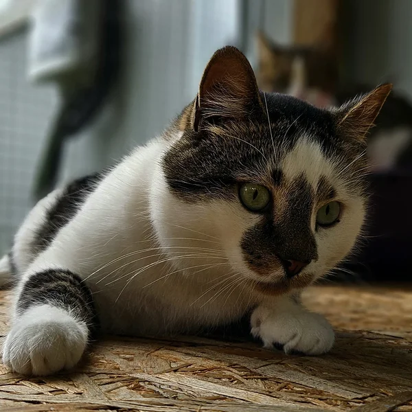 Animal image