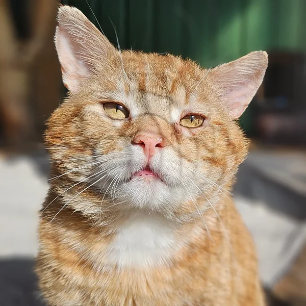 Animal image