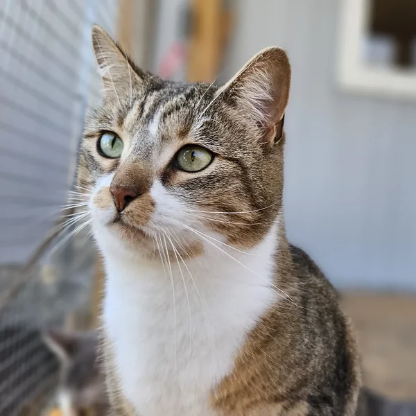 Animal image