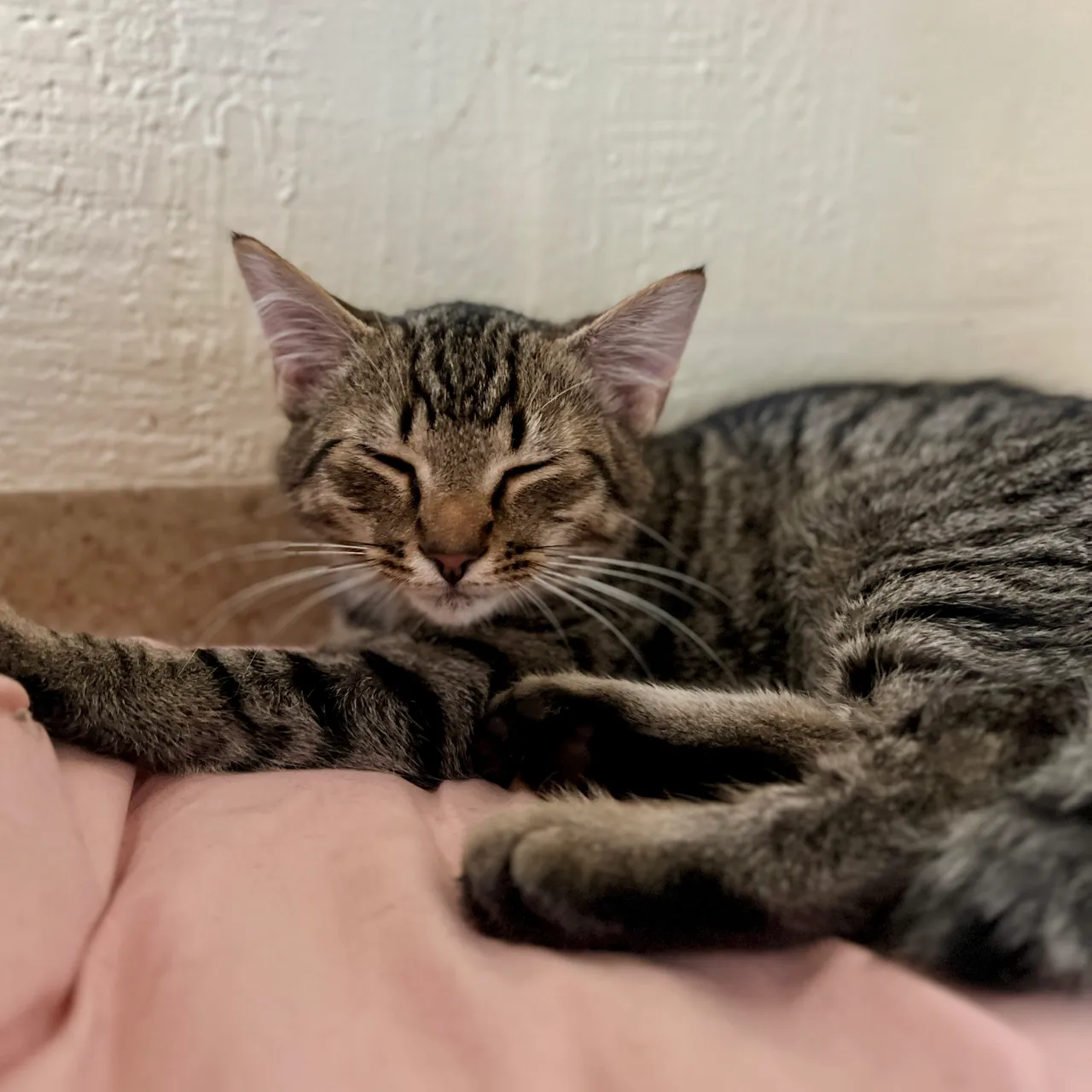 Zeus