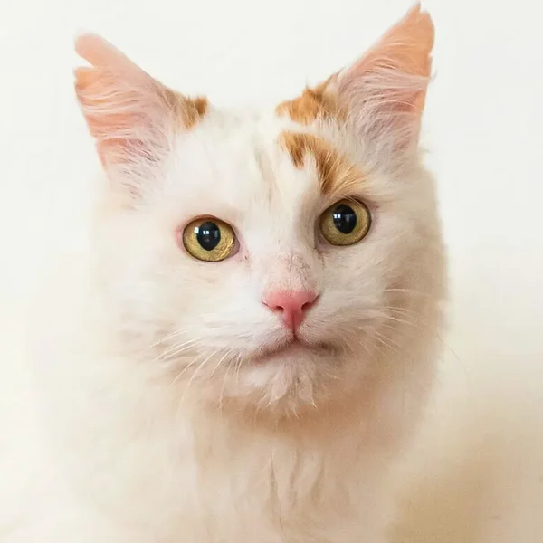 Animal image