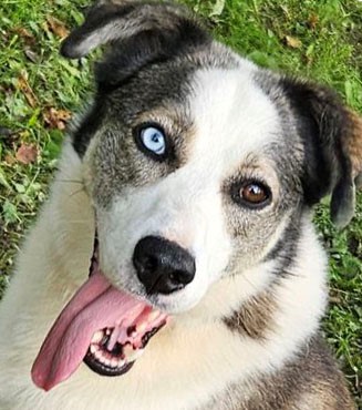 Animal image