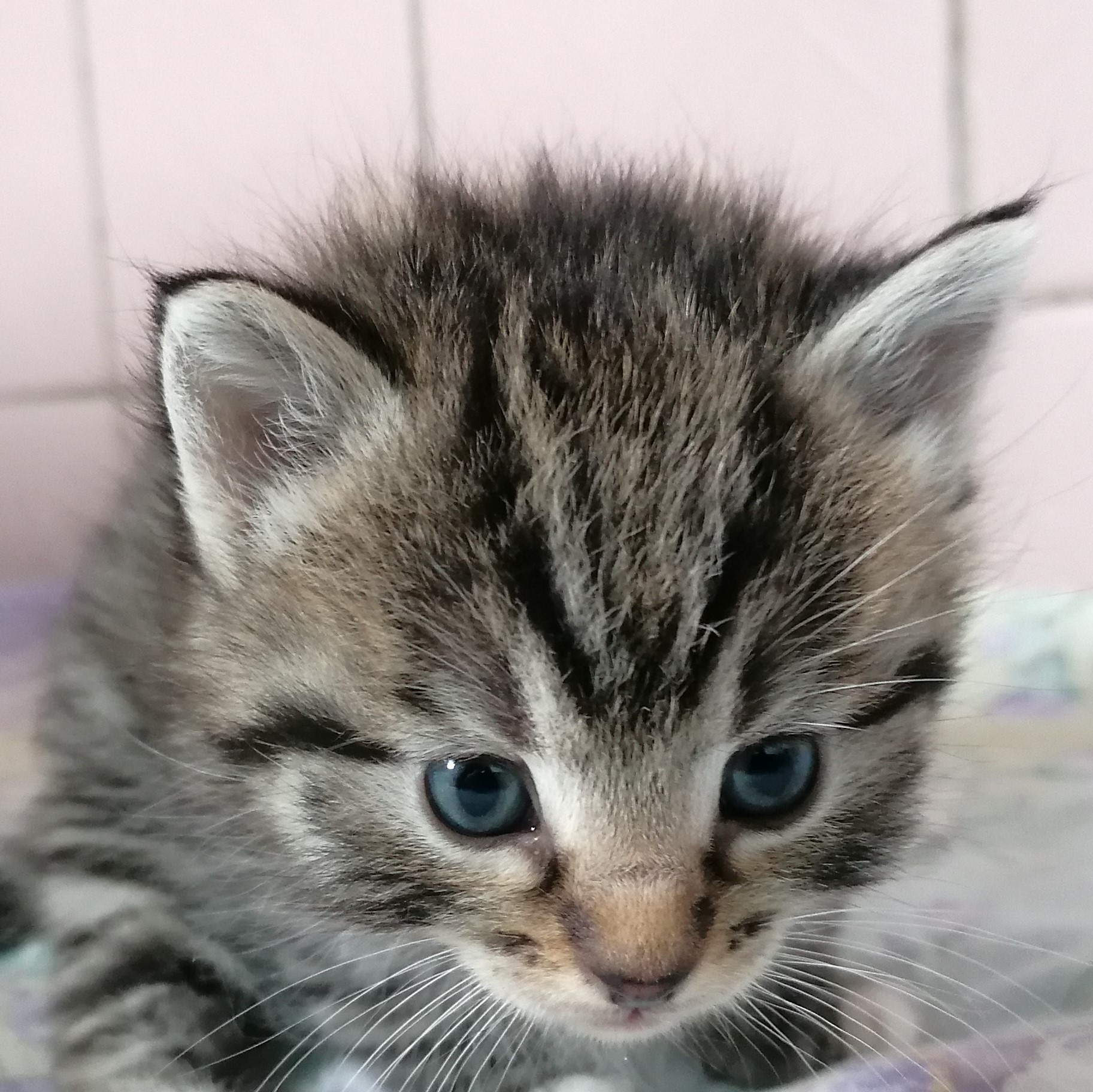 totoro