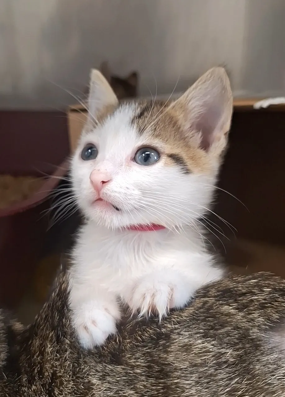Meri