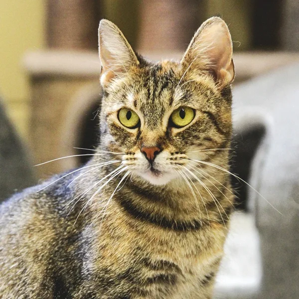 Animal image