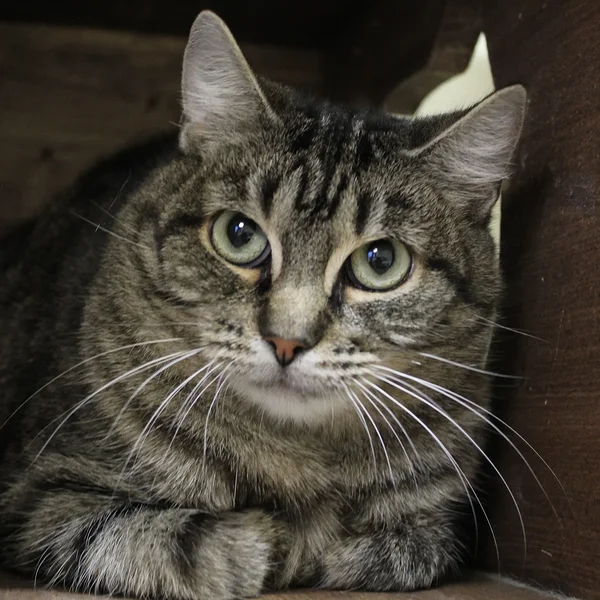 Animal image