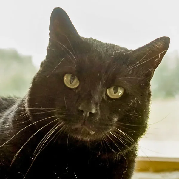 Animal image