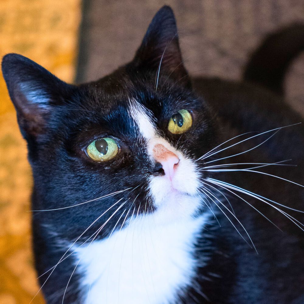 Animal image