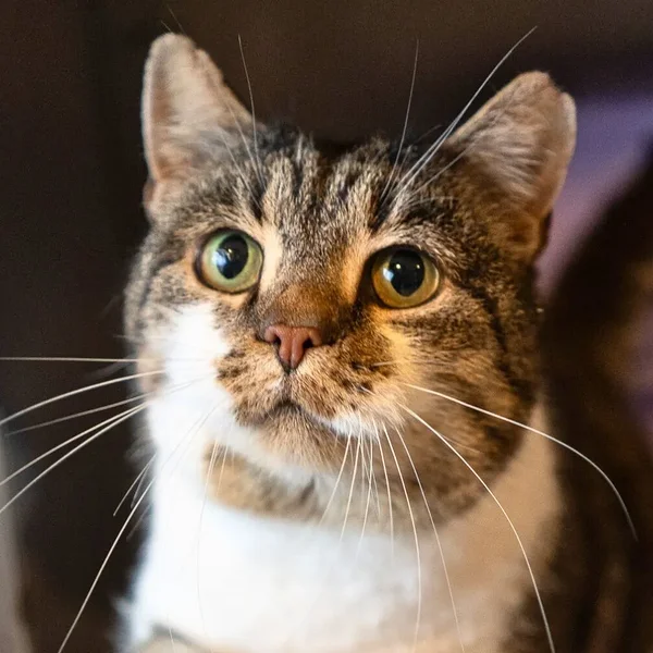 Animal image
