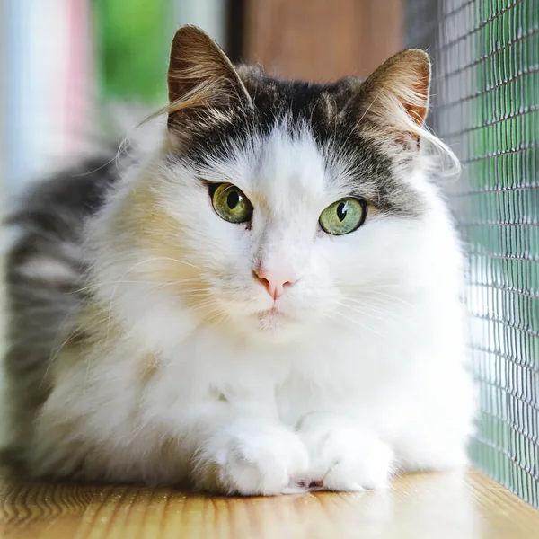 Animal image