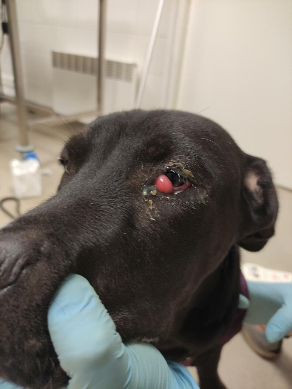 Mitmel koeral vajasid silma pisaranäärmed kirurgilist sekkumist.
