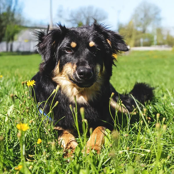 Animal image
