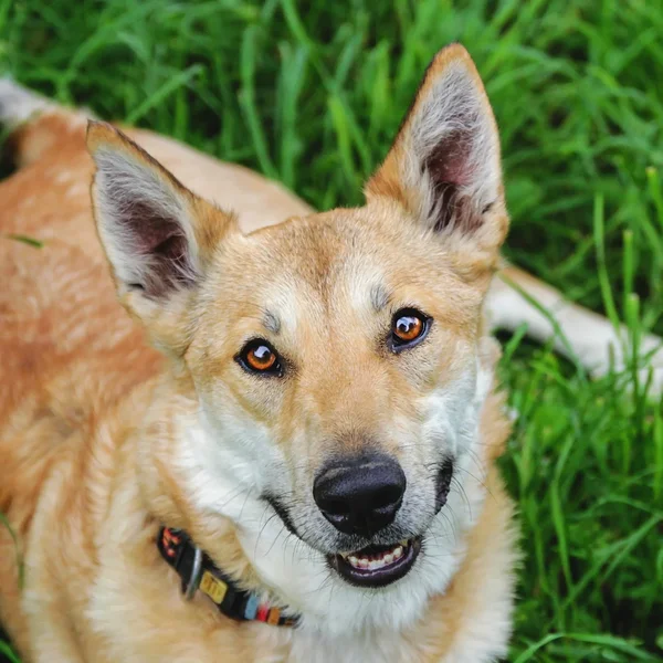 Animal image