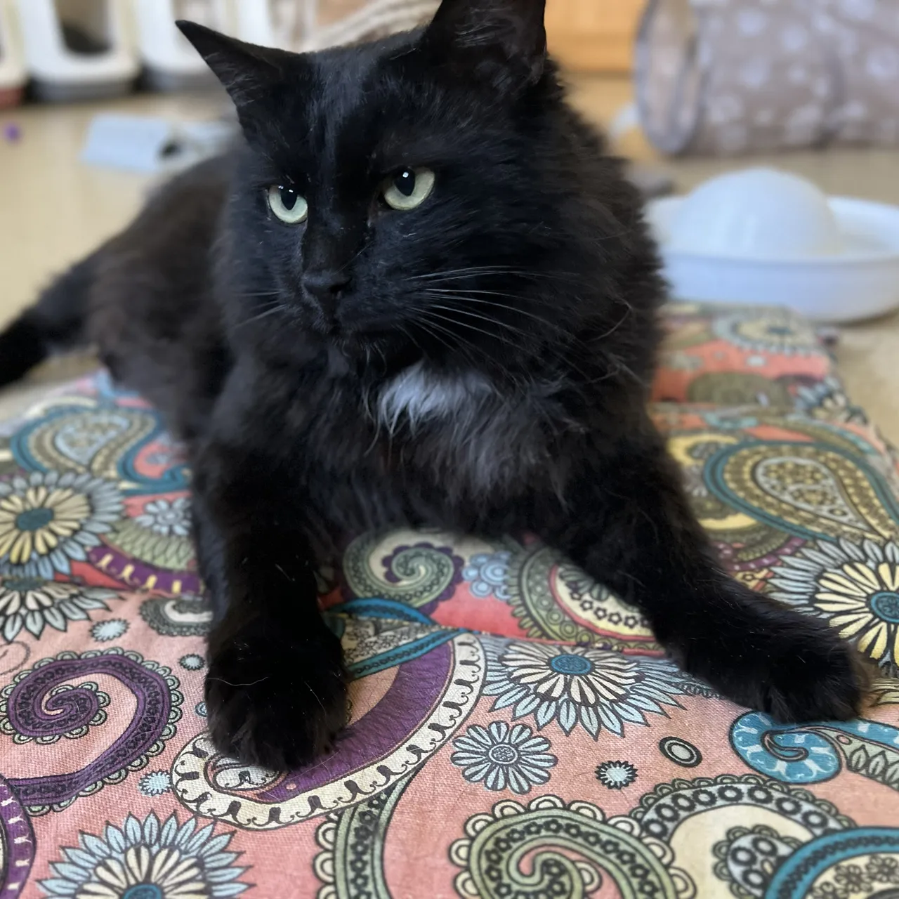 Leo