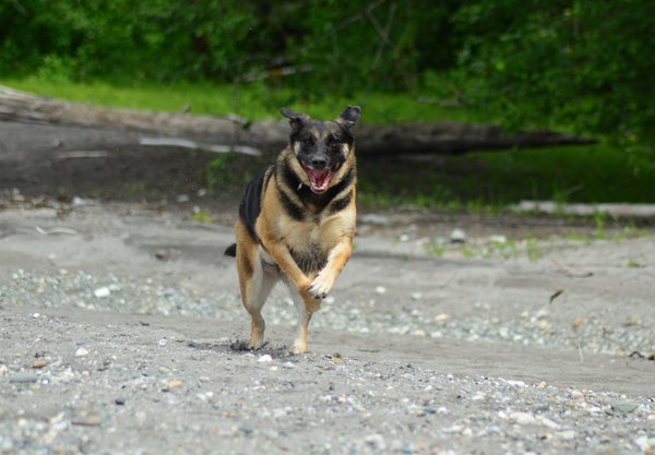 Jooksev koer Photo by Bryan Hanson on Unsplash