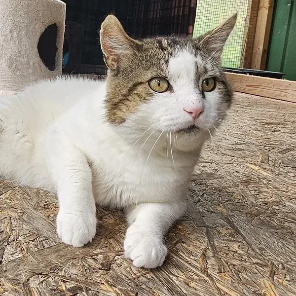 Animal image