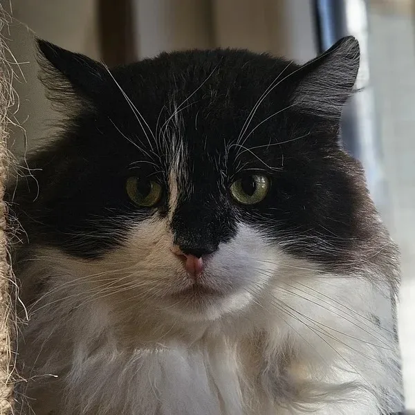 Deiki