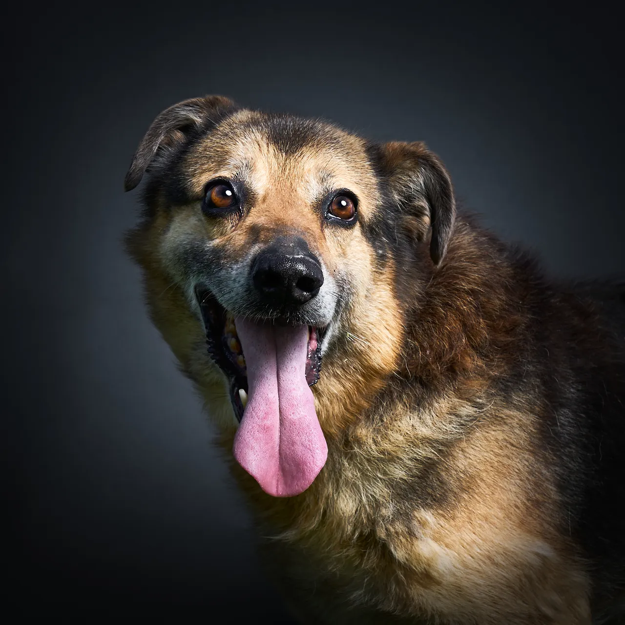 Animal image