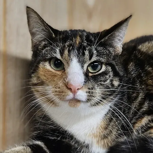 Nova