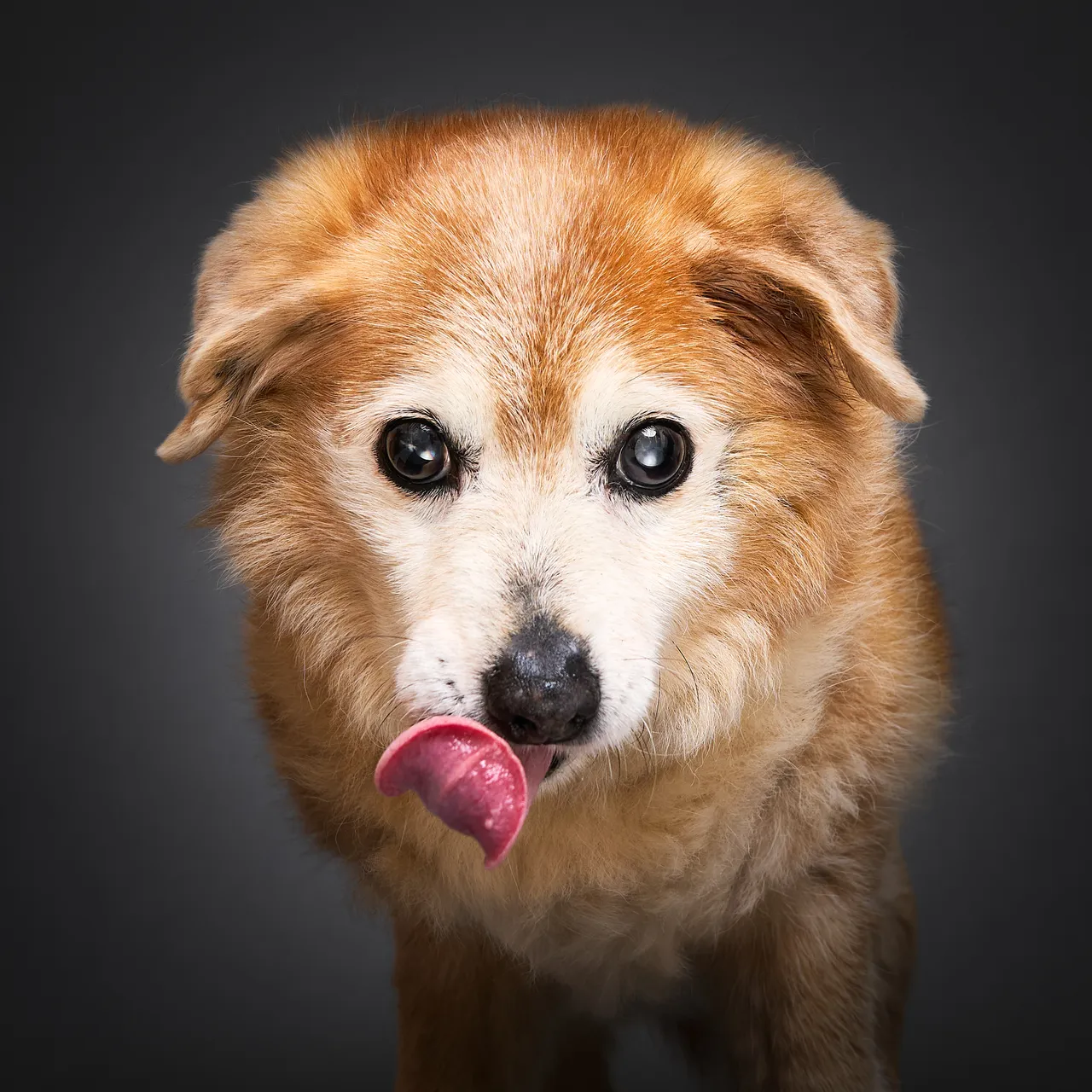 Animal image
