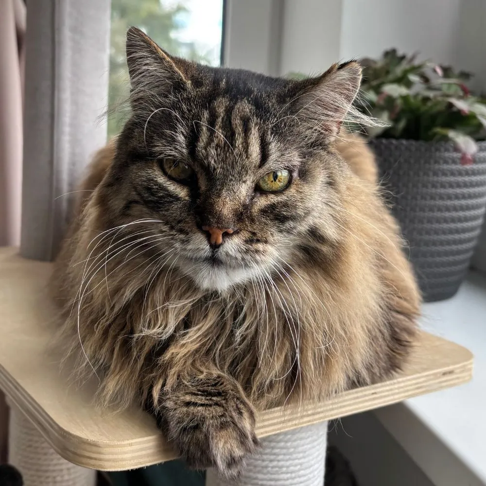 Kusti